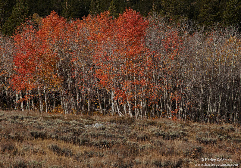 Last color is almost gone in a grove of Sierra aspen.