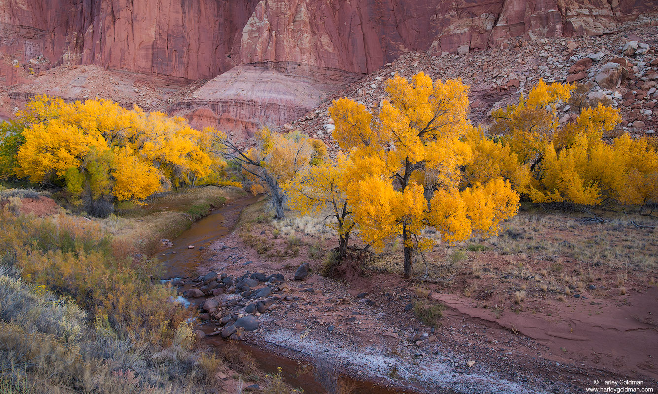 Utah, river, fall, autumn. cottonwood, color, sandstone, wall, canyon