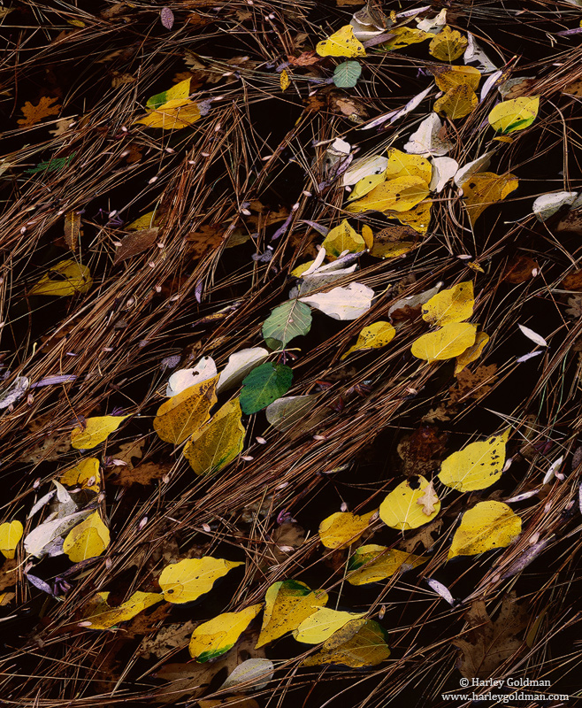 Leaves and needles gather in a slack pool along the edge of the Merced river.