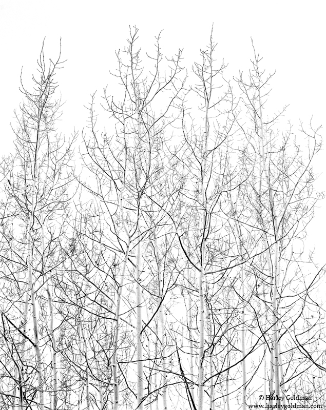 Bare aspsen trees foretell the coming long winter in the high country.