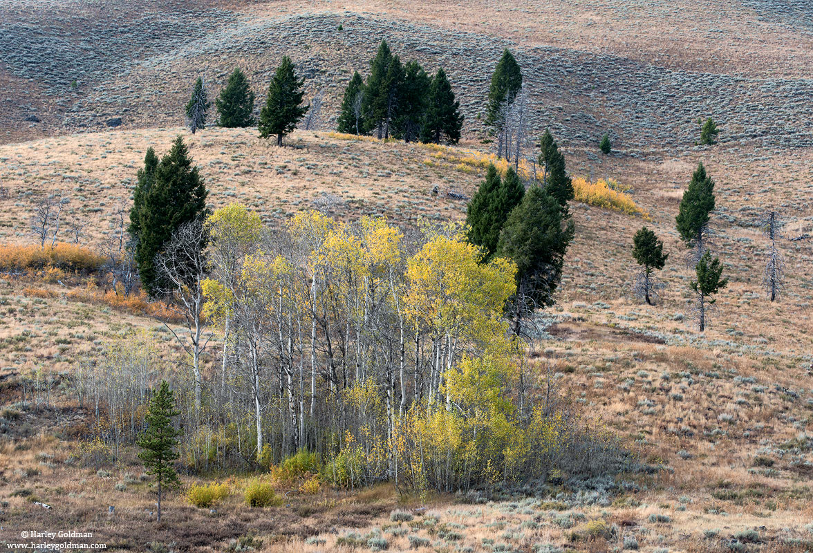 Idaho, aspen, tree, fall, autumn, sage, hill