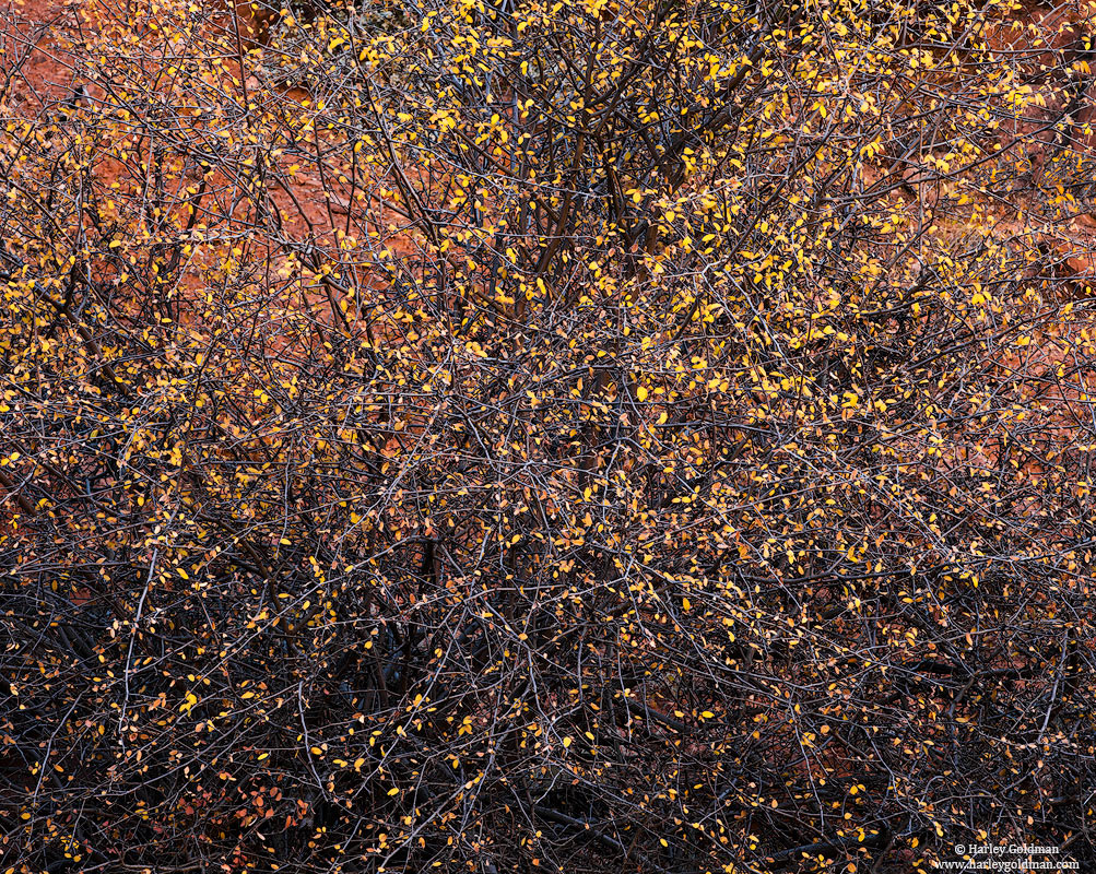 leaves, branches, Utah, fall, autumn