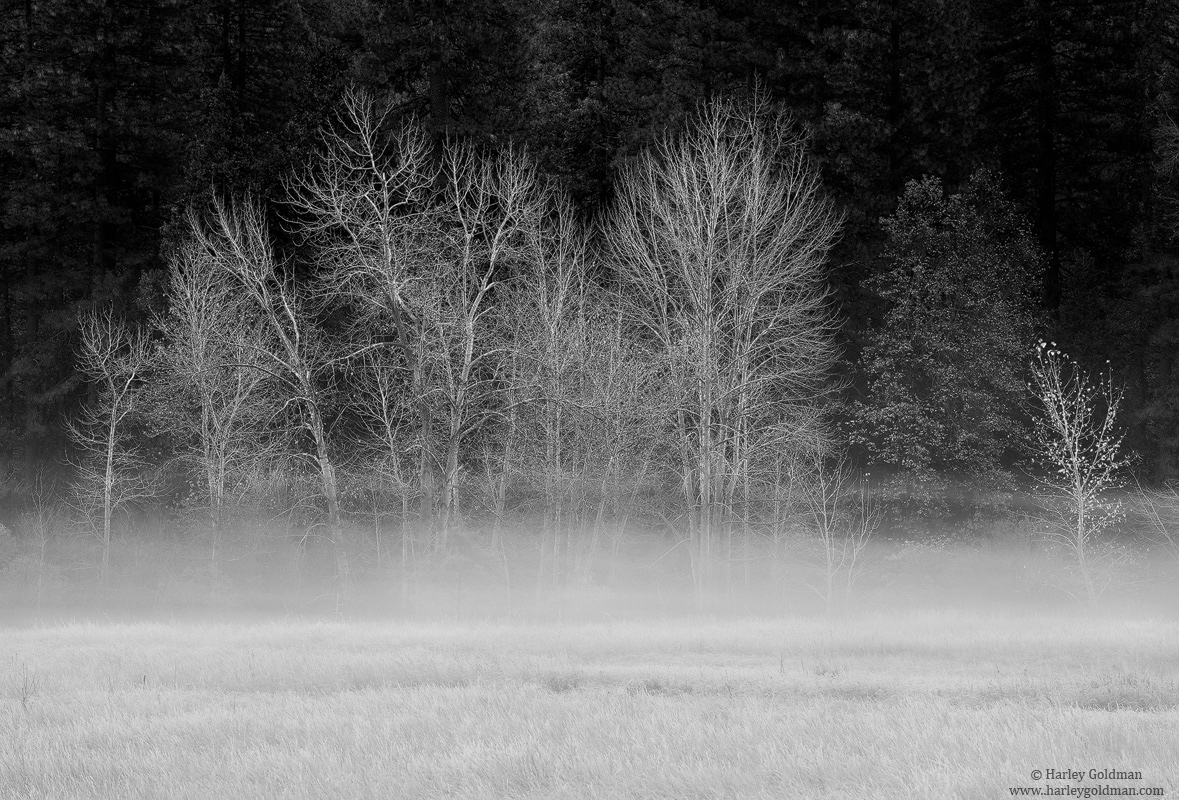 yosemite, park, fog, cottonwood