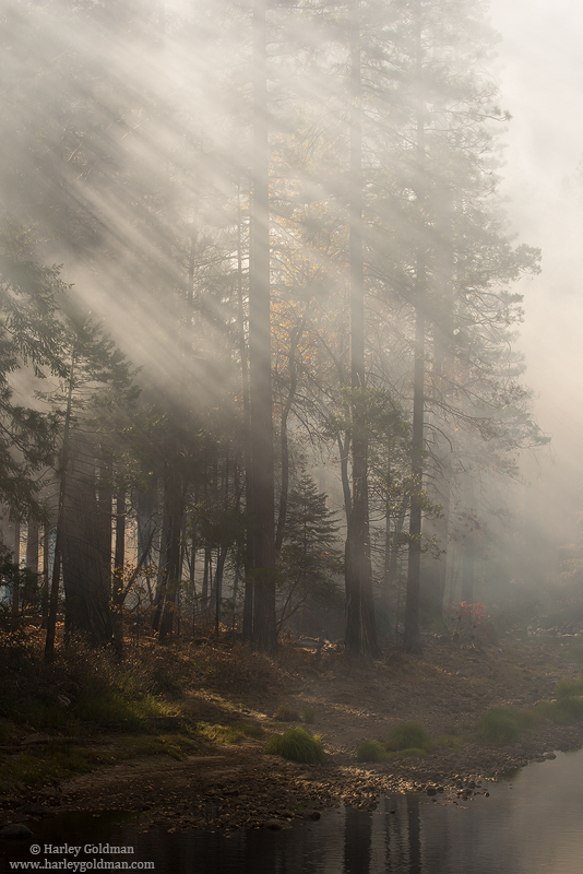 Smoke from a controlled burn in the valley provided great light beams through the trees.