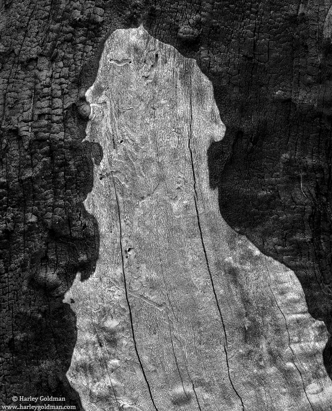 This detail of a burned snag from the Yosemite valley floor makes me think of a beatnik with a baret on his head.