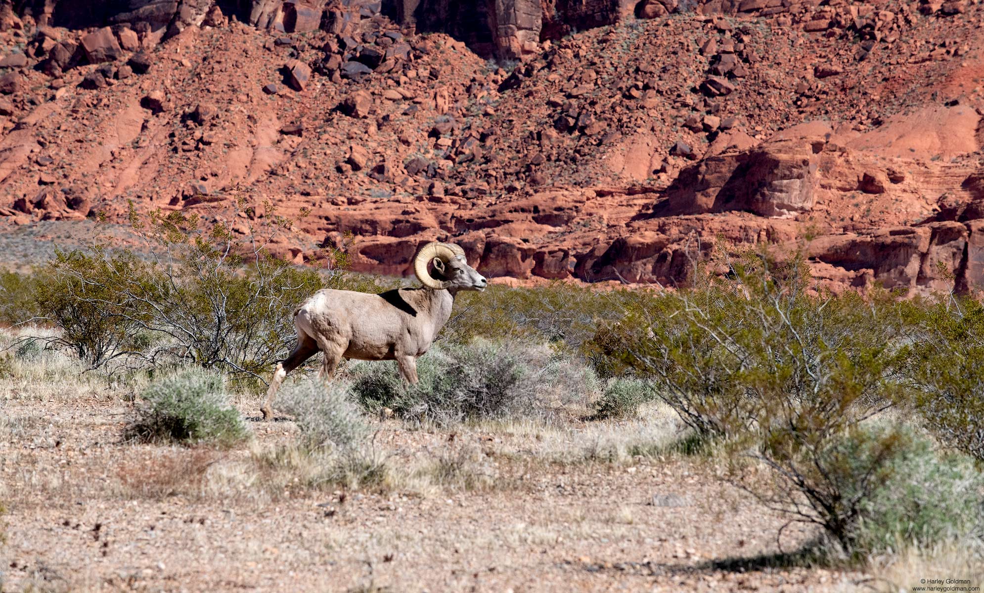 bighorn, nevada, sheep