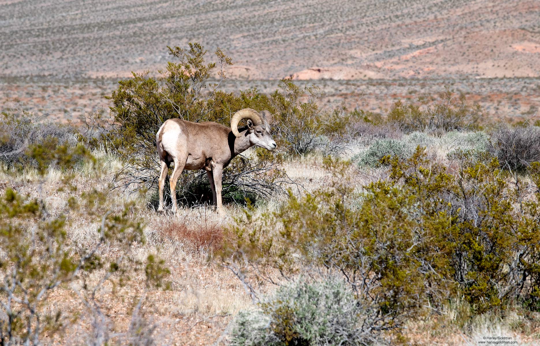 bighorn, nevada, sheep, desert