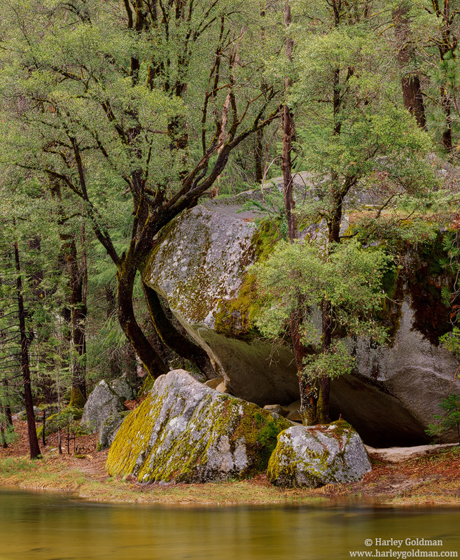 Yosemite oaks in springtime.
