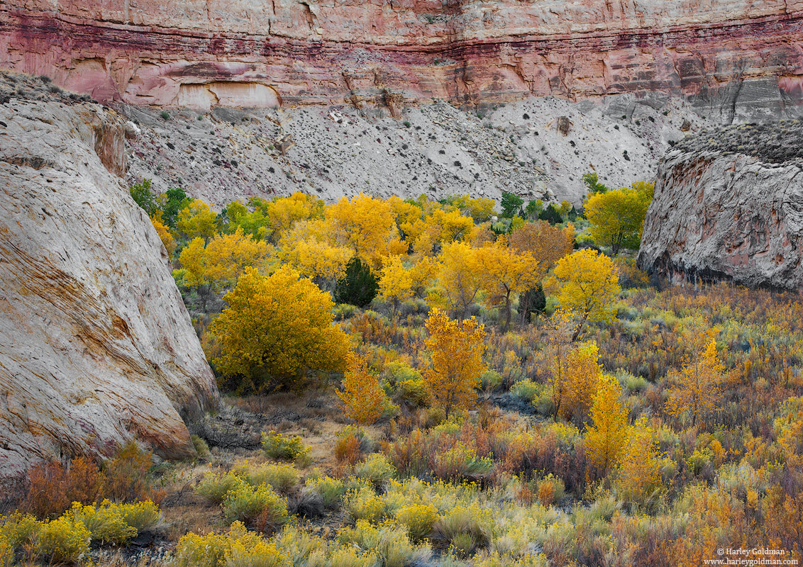 Utah, canyon, color, fall, autumn, cottonwood, sage, rabbitbrush, rabbit brush, sandstone, rock