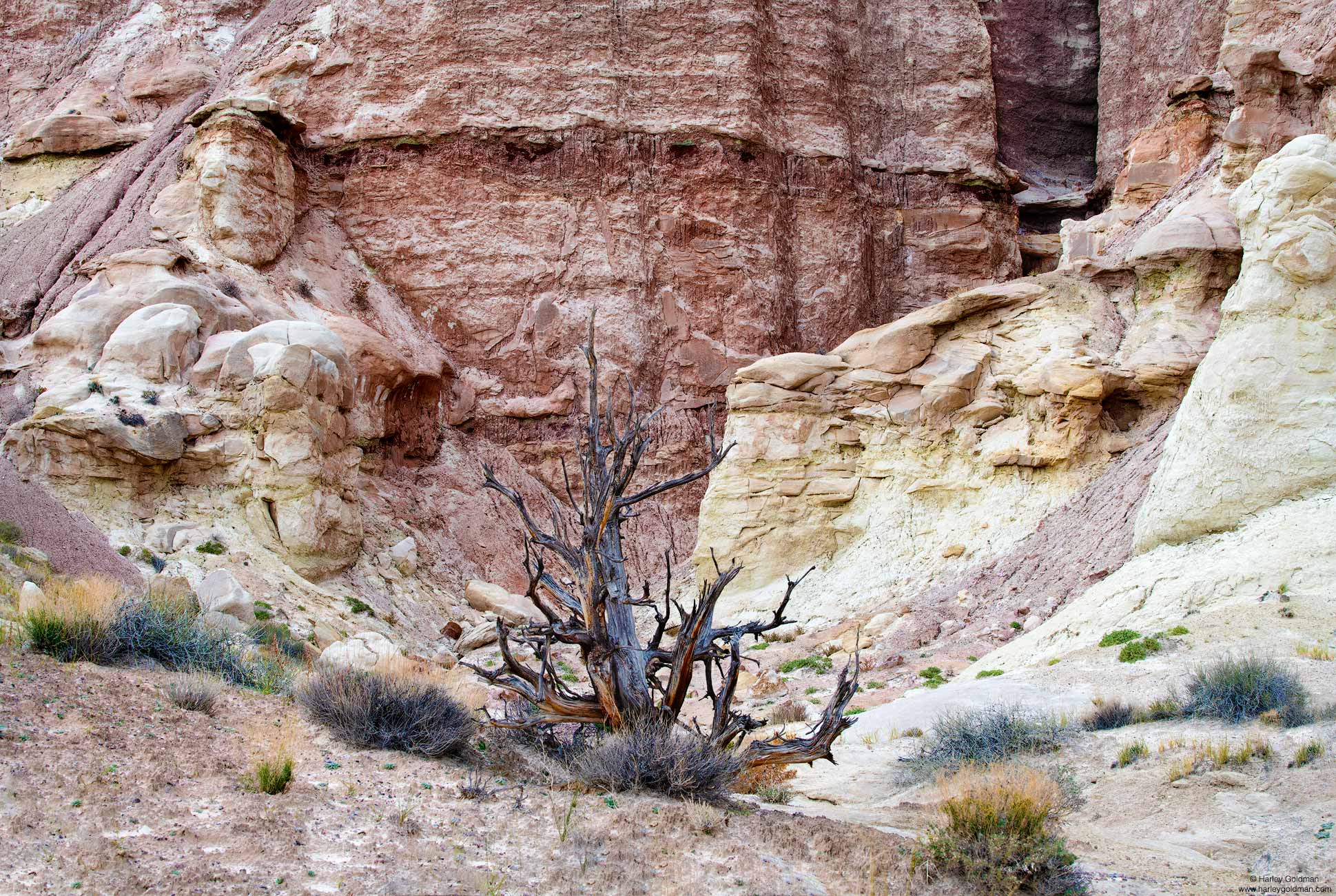 Utah, cedar, snag, tree, rock, sandstone, sand, wall, badland