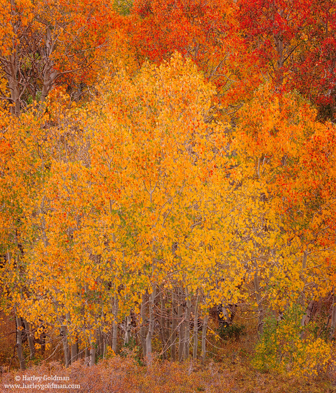 Fall color lights up aspens in the California mountains.