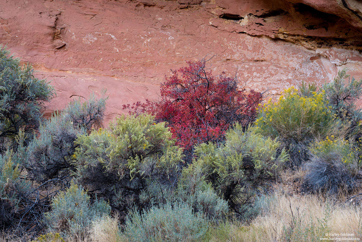 Utah, colorful, fall, autumn, sage, sandstone, color, rock