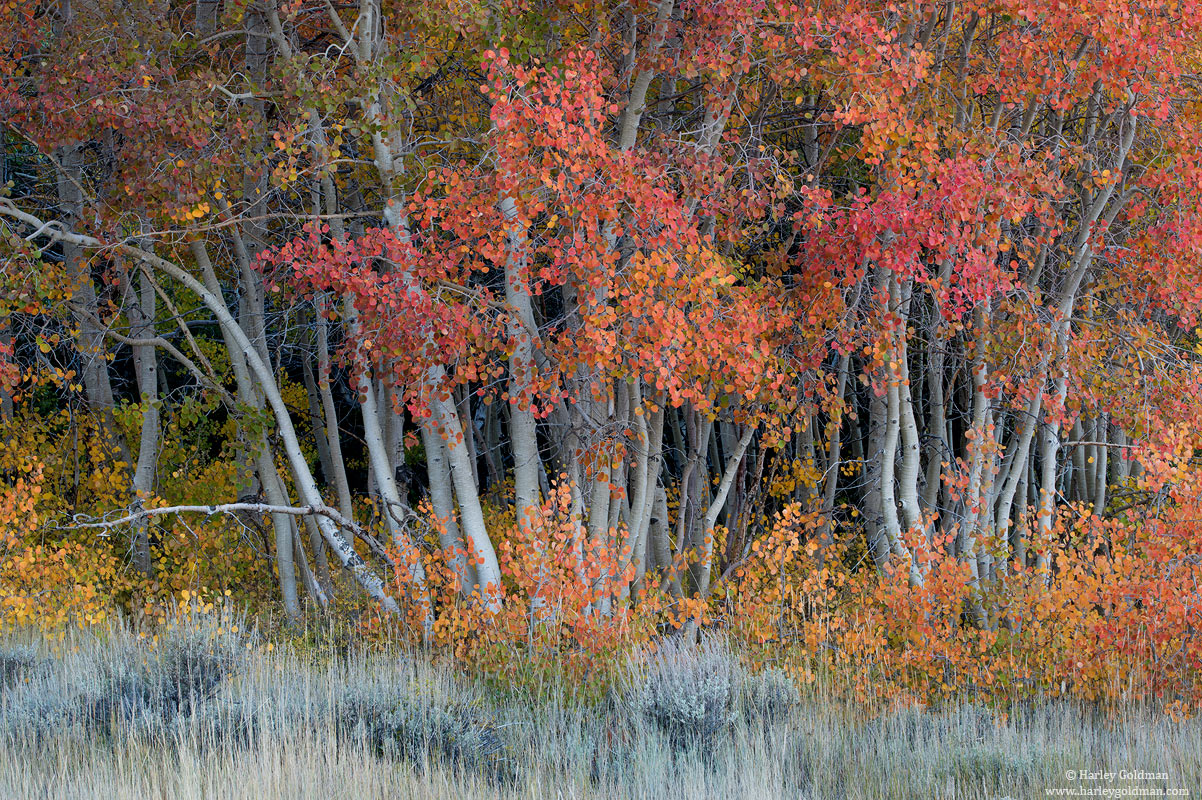 autumn, eastern sierra, nevada, california, fall, aspen, tree, sage, grass, color