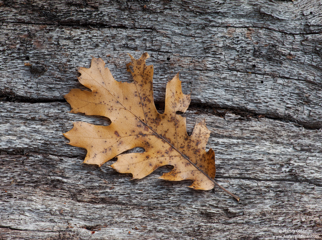 &nbsp;Fallen oak leaf