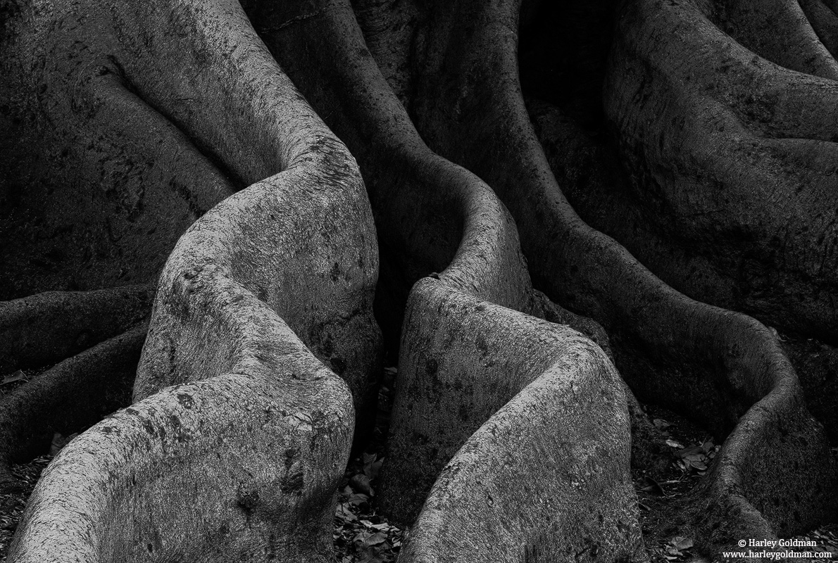 &nbsp;The roots of Santa Barbara's famous fig tree