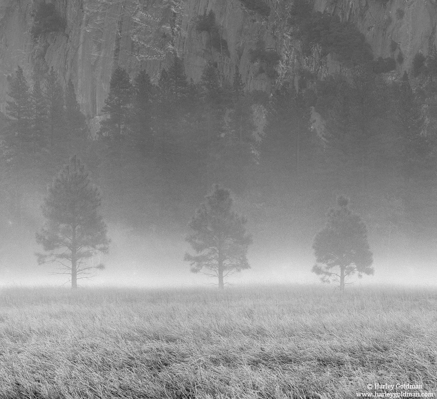 Three pines trees stand out in the fog enveloping Leidig Meadow in Yosemite valley