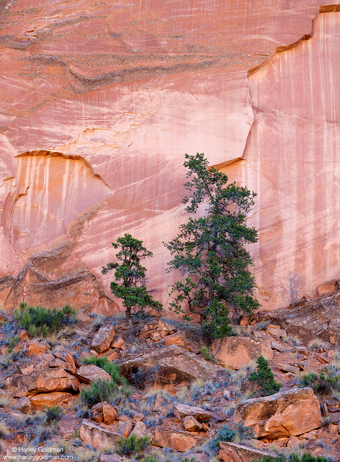 utah, fracture, stripe, wall, canyon, sandstone, boulder, juniper, pinon, pine