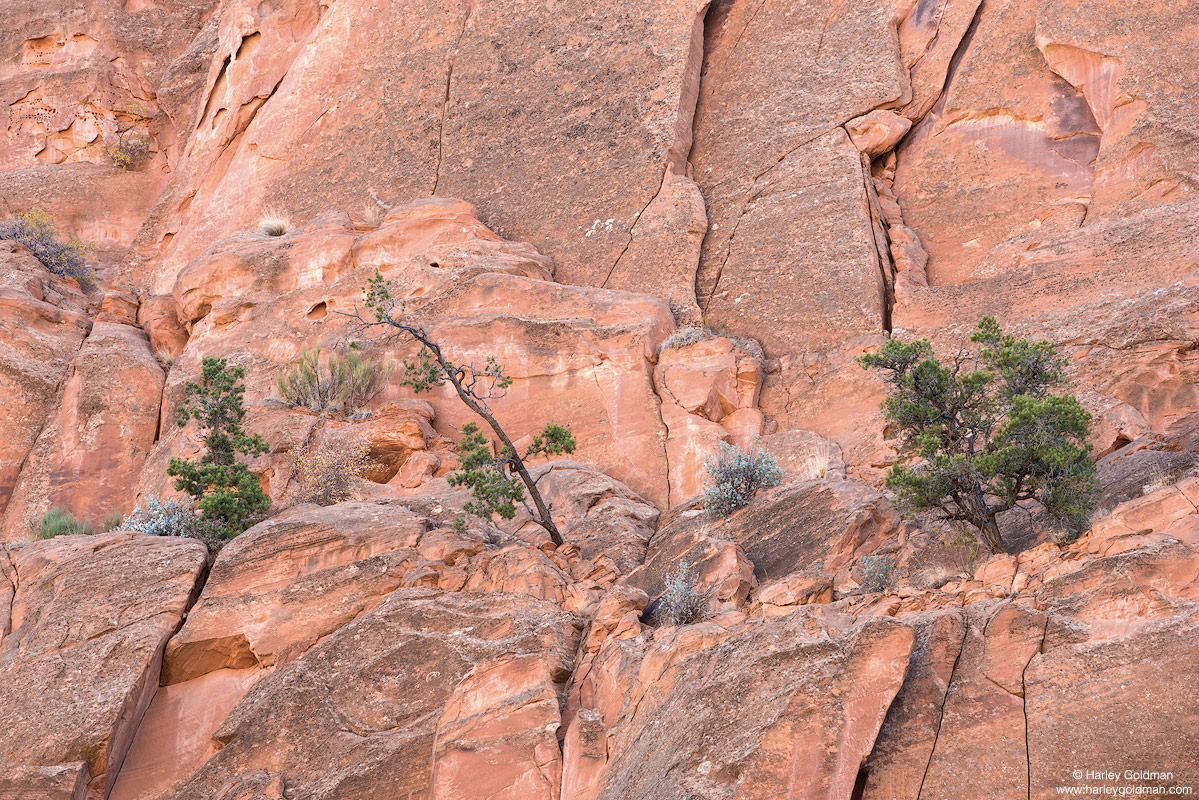 Utah, sandstone, fall, autumn, canyon, red, rock, tree, pine