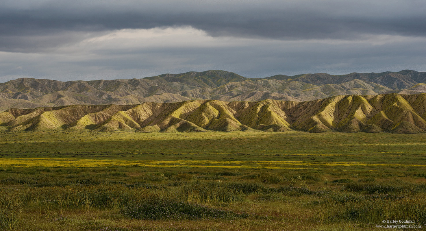 carrizo, plain, national, monument, yellow, flowers, spring