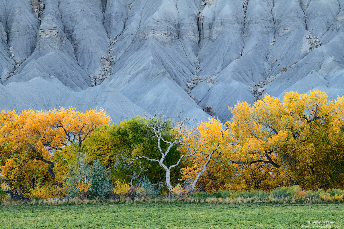 Utah, snag, cottonwood, tree, fall, autumn, color, hill, bentonite, field, grass