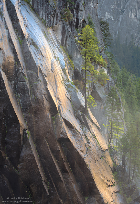 yosemite, national, park, rock, granite, wall, tree, pine, canyon, merced, river