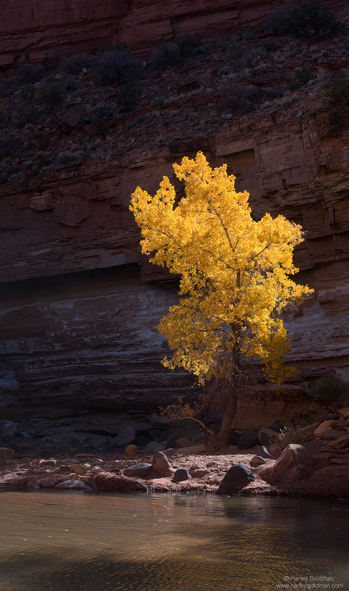 Utah, cottonwood, creek, river, canyon, fall, autumn