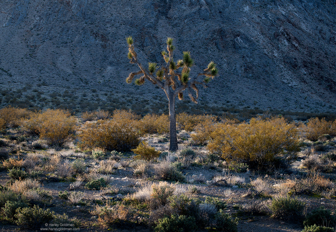 joshua, tree, death valley, desert, sage, creosote
