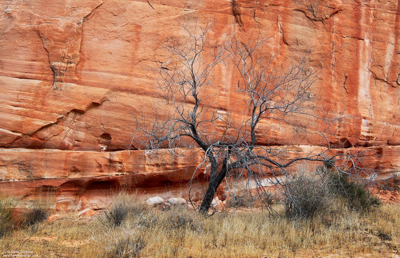 Nevada, leaves, rock, wall, sandstone, winter, grass, brush