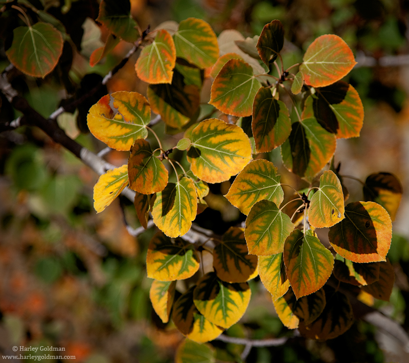 Variegated aspen leaves displaying unusual fall color changes.