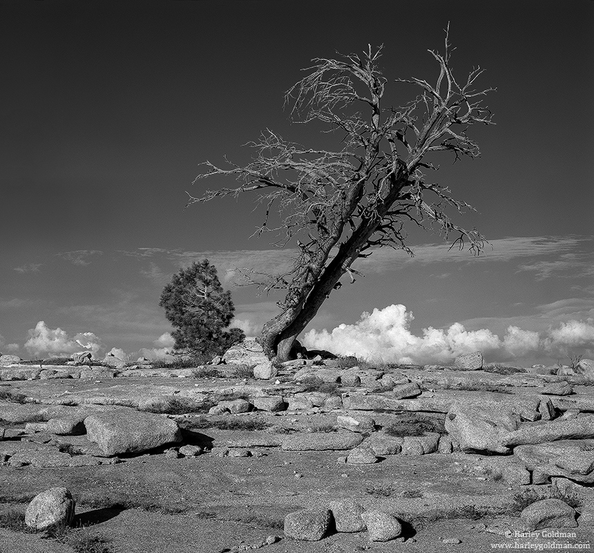 A dead snag and a young tree atop a granite dome in the western Sierra Nevada mountains.
