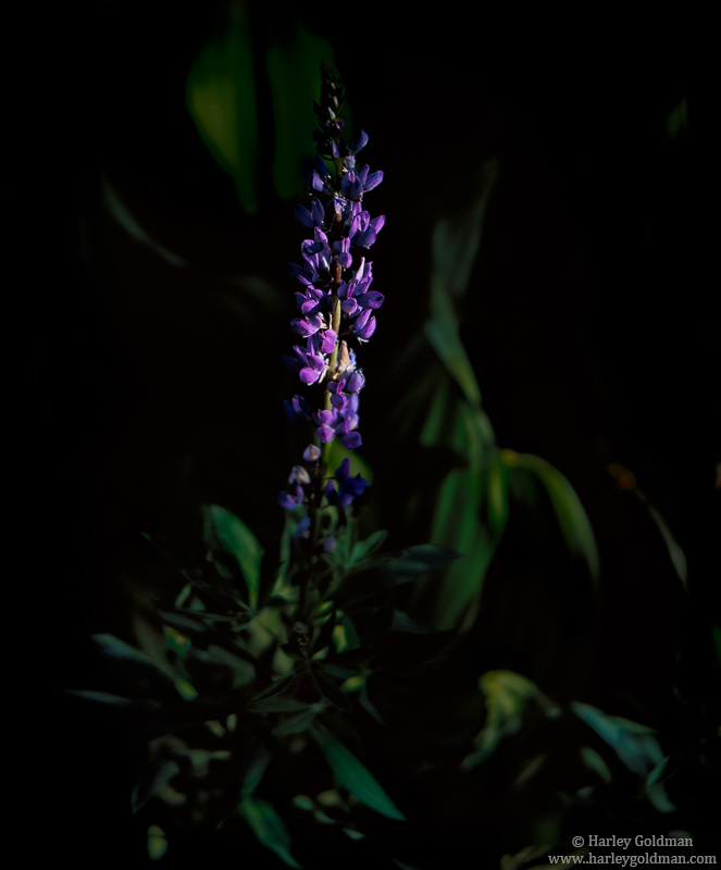 Summer flowers bloom at Sonora Pass in the high Sierra.