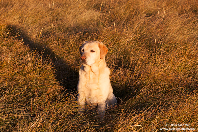 Maggie enjoys the warmth of the early morning sunshine in the meadow grass.