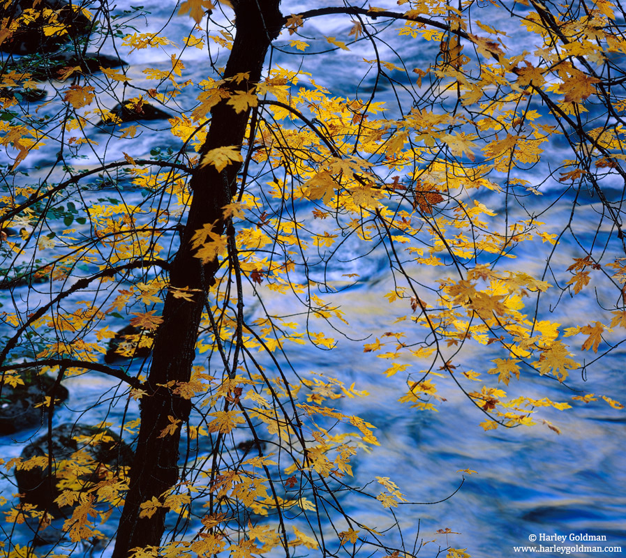 maple, leaves, merced, yosemite, valley, national, park