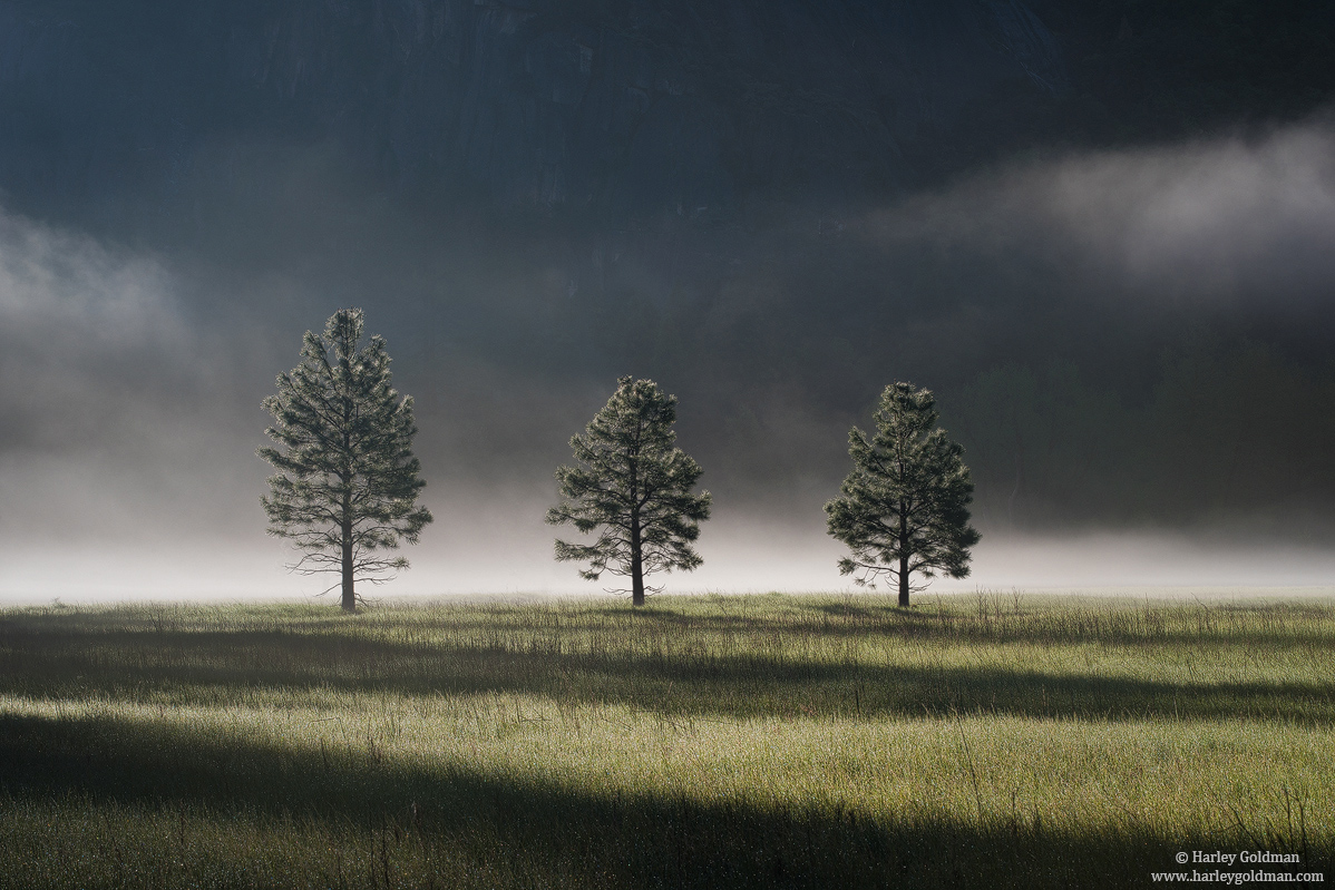 yosemite, park, fog, pine, tree meadow
