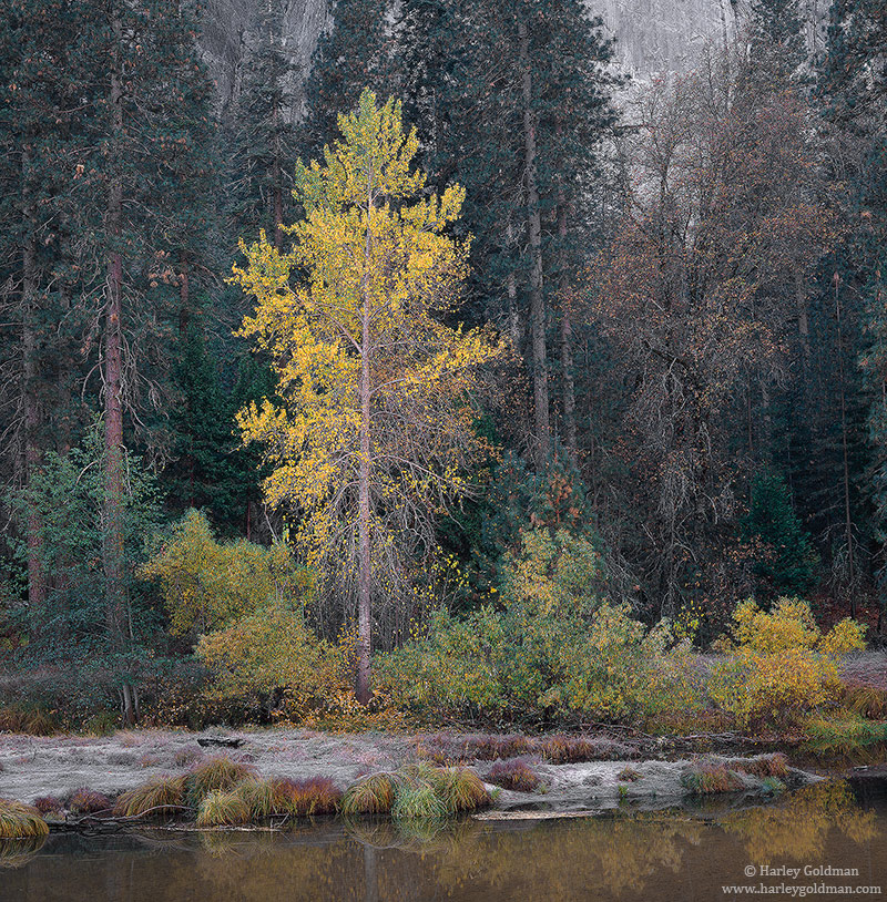 A cottonwood tree shows it fall colors along the shore of the Merced river.
