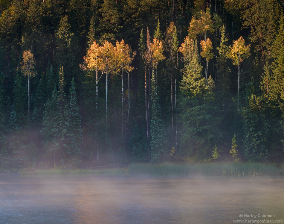 misty, utah, morning, fall, autumn, aspen