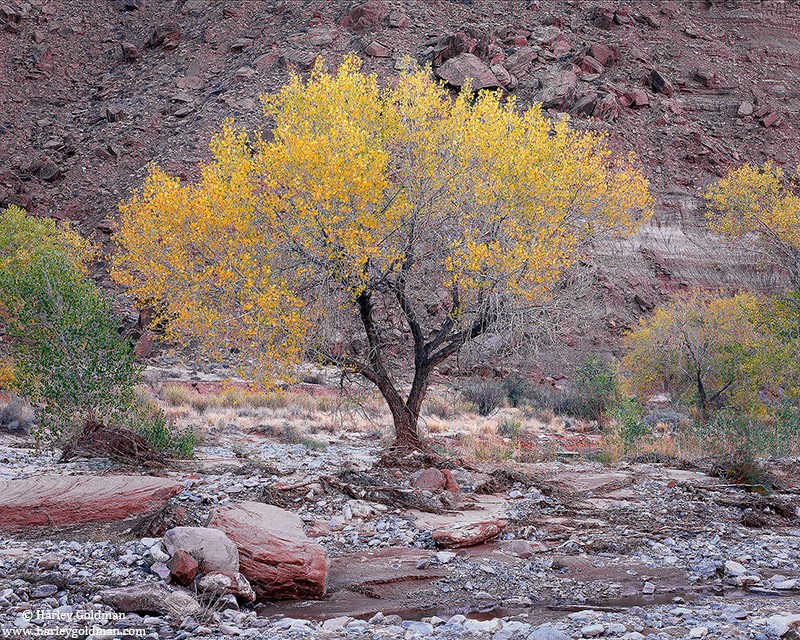 Fall colors in along North Wash, near Lake Powell.