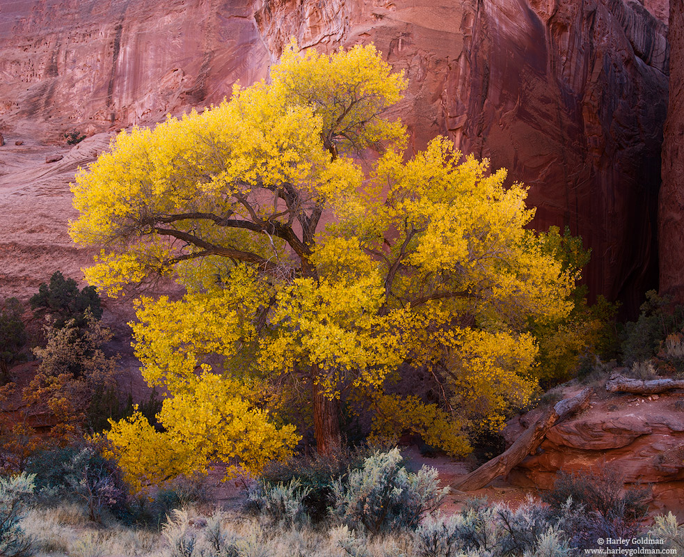 Utah, cottonwood, tree, canyon, sandstone, redrock, rock, fall, autumn