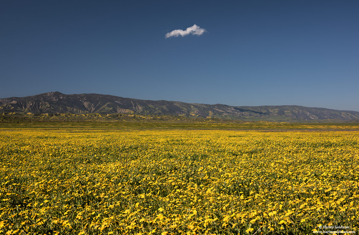 carrizo, plain, national, monument, cloud, flower, spring, mountain