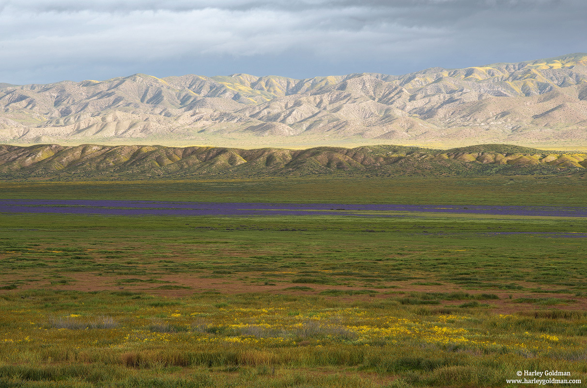 carrizo, plain, national, monument, purple, flowers, spring