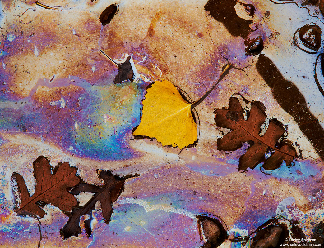 The minerals from decaying leaves leave a rainbow residue in a central Utah wash.
