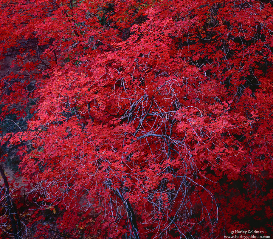 A Zion NP maple tree showing its fall colors.