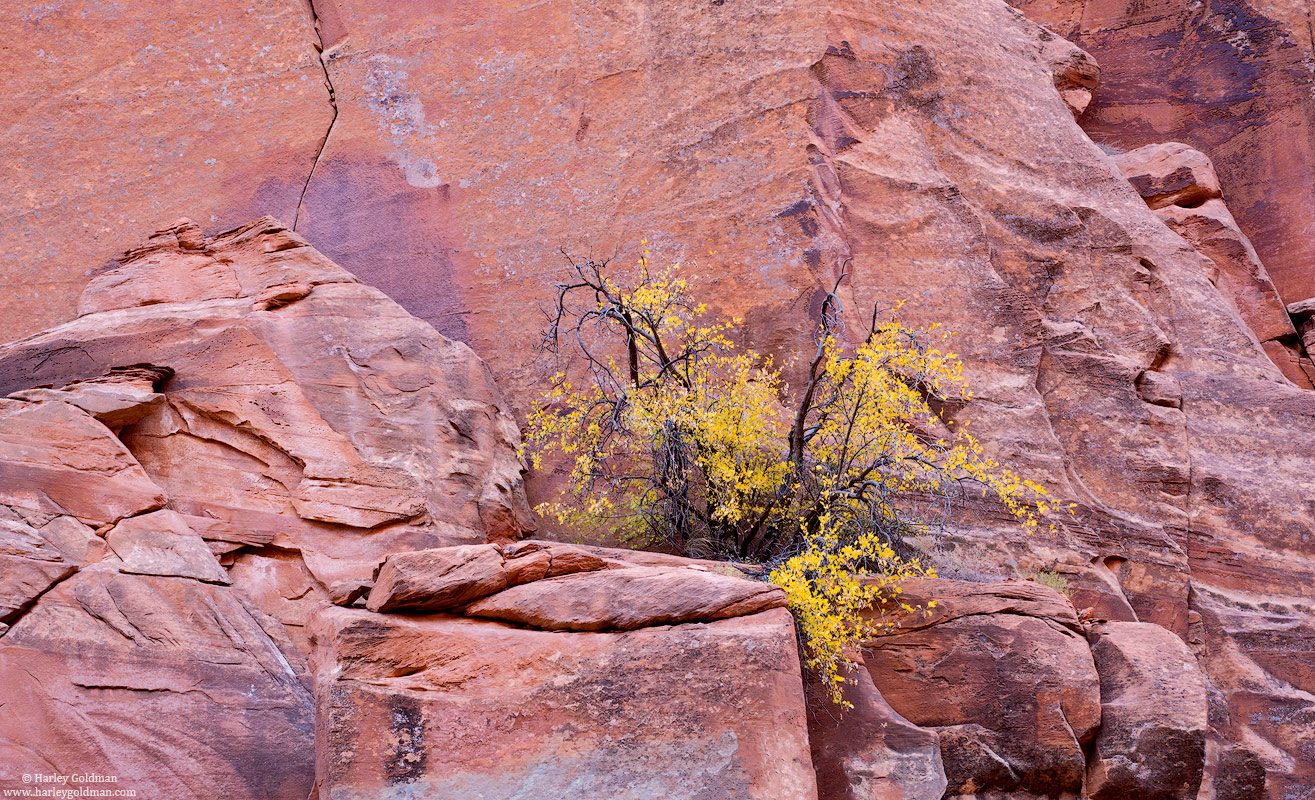 utah, fall, autumn, sandstone, rock, canyon