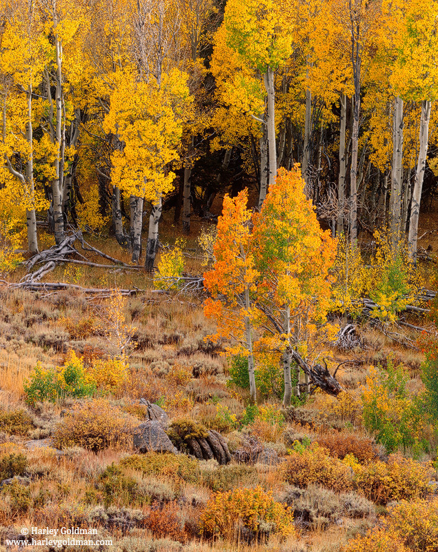 Fall color among the sagebrush and aspens in the eastern Sierra mountains.