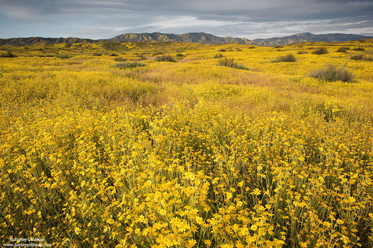 spring, flowers, carrizo, national, monument