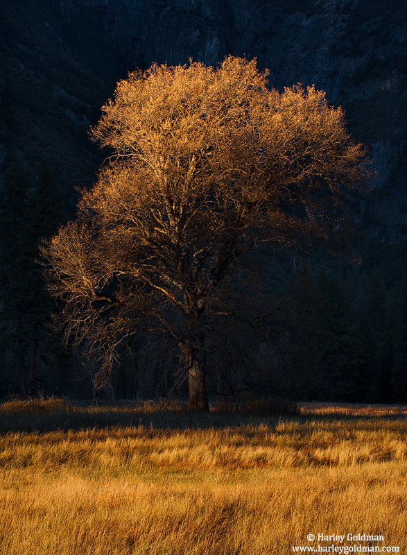 yosemite, park, oak, fall, autumn