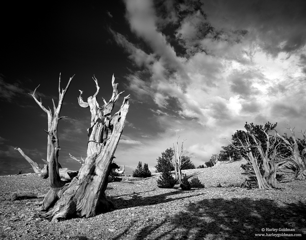 bristlecone, pine, white, mt., mountain, storm, ancient, tree, ca, california