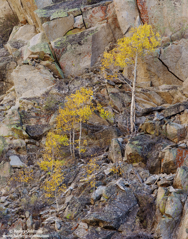&nbsp;Aspens in autumn