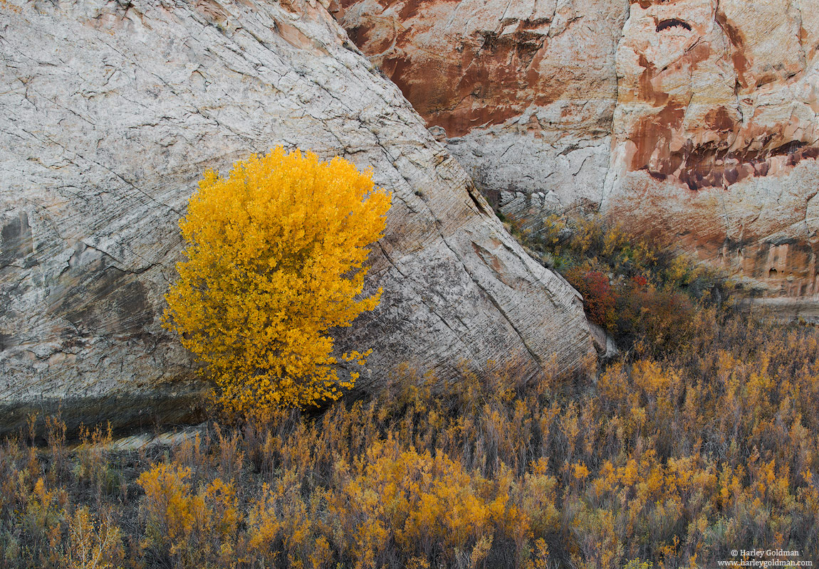 Utah, wall, fall, autumn, yellow, rock, canyon