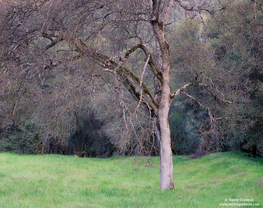 Early spring grasses surround this almost budding oak tree.